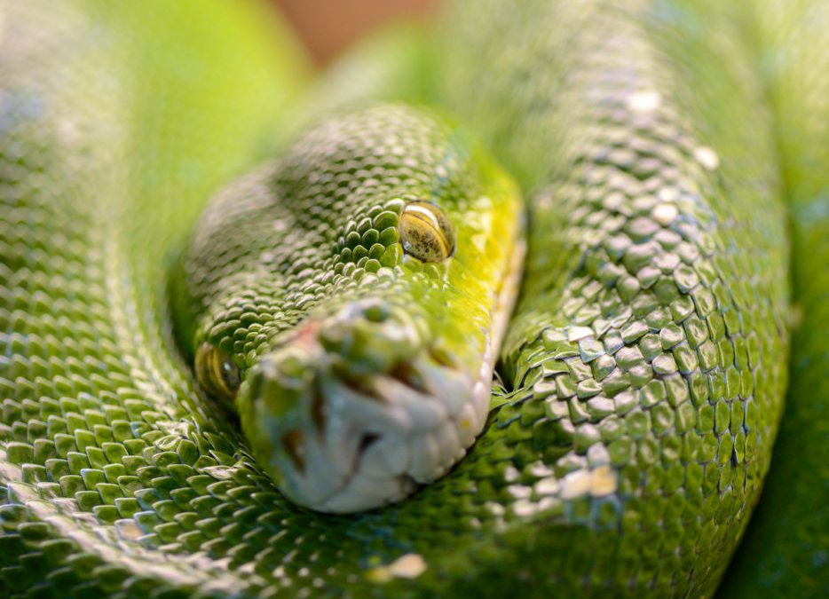 Skansen Zoo