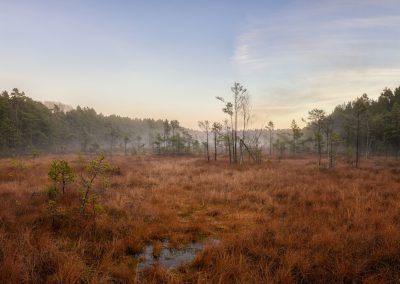 Misty dawn over a Scandinavian bog, where warm tones of withered grass meet the hush of pine and morning light.